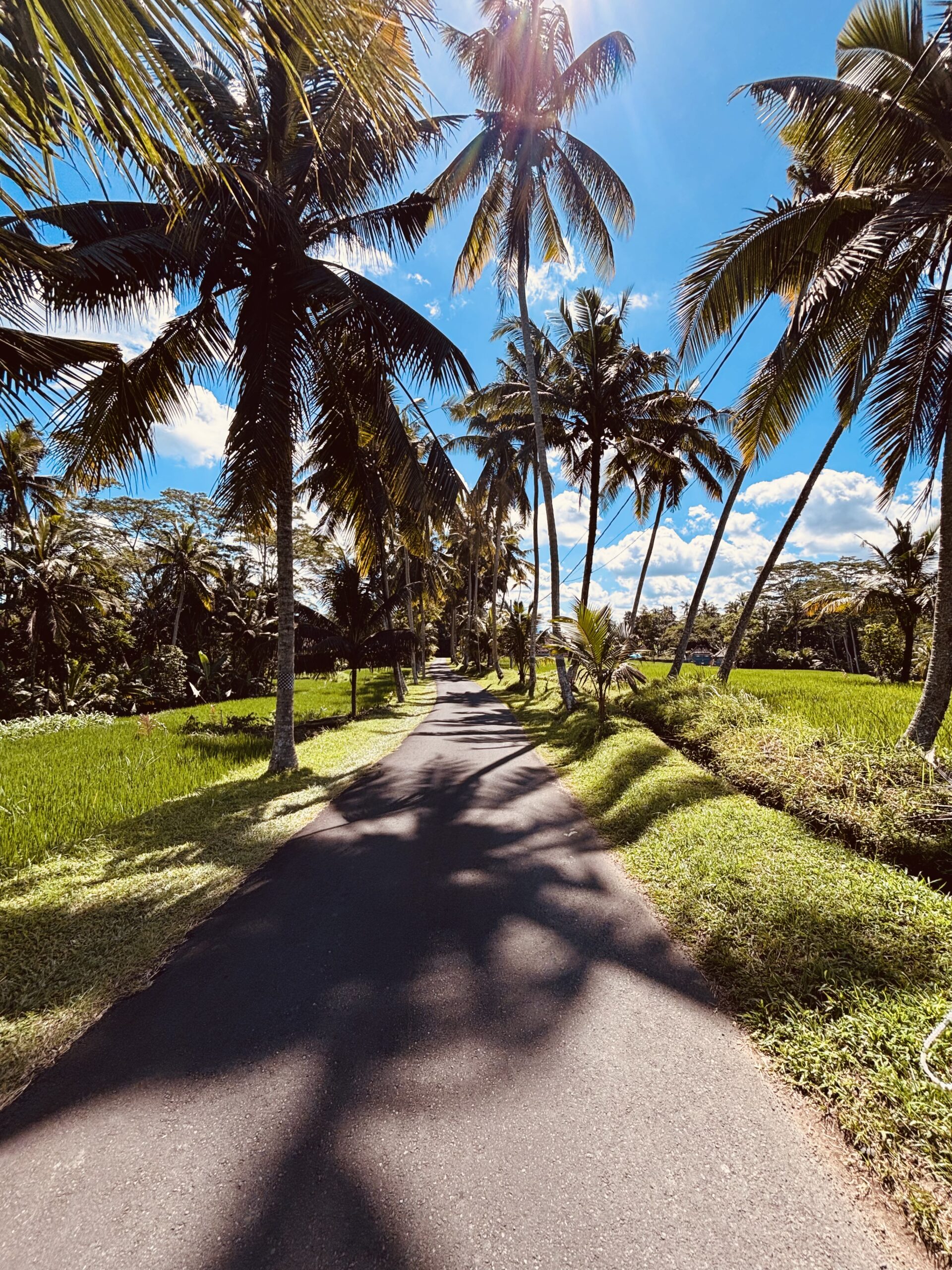 Scenic palm tree-lined road at Adilla’s Spot near Tibumana Waterfall, a popular photo stop.