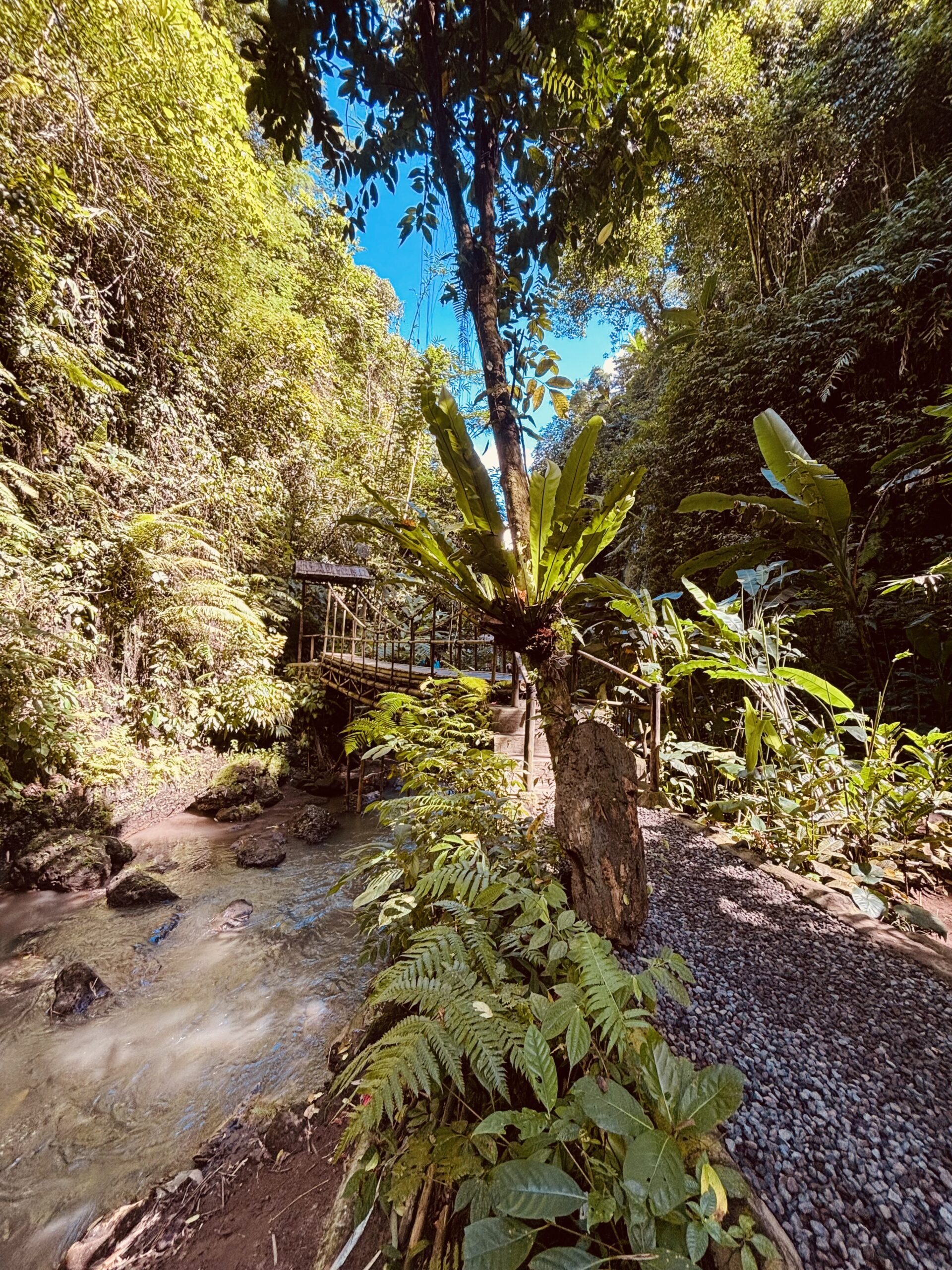 Lush green jungle path leading to Tibumana Waterfall, easy and peaceful to walk through